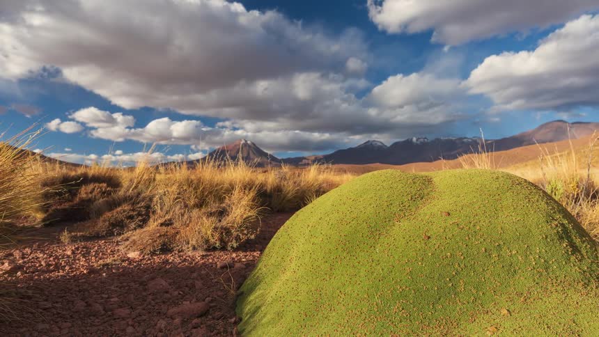 A slow time-lapse reveals a unique green Yareta plant in an arid, high-altitude landscape with a distant snow-capped volcano under a dramatic sky