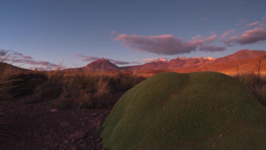 A stunning day-to-night timelapse reveals a vibrant starry sky over a green Yareta plant and the Andes mountains as the sun sets