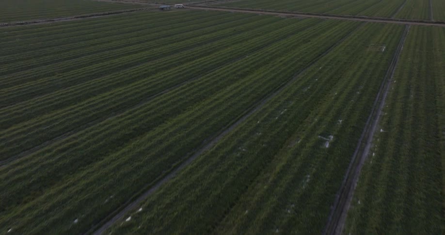 An aerial view reveals an expansive green agricultural farm with neat rows of crops stretching towards the horizon during a beautiful sunset
