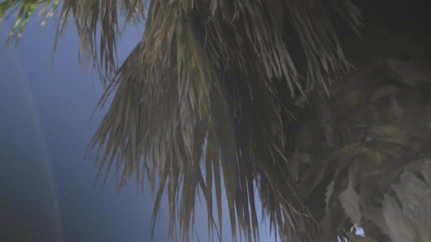 A dreamy low angle shot looks up at a hazy palm tree with a beautiful rainbow lens flare against a deep blue sky