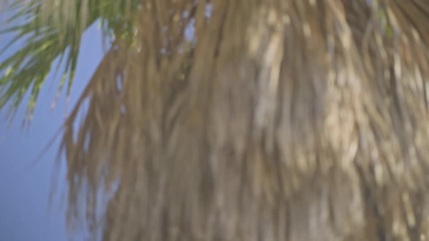 A seagull soars in slow motion across a clear blue sky, with the camera panning towards a blurry palm tree in the sun