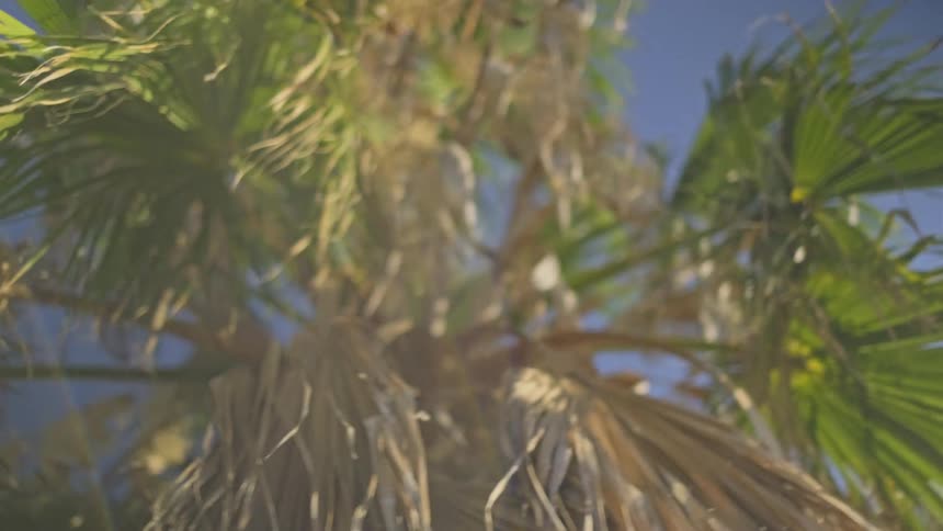 A dreamy low-angle shot shows sunlit palm tree leaves swaying gently against a clear blue sky with beautiful lens flare