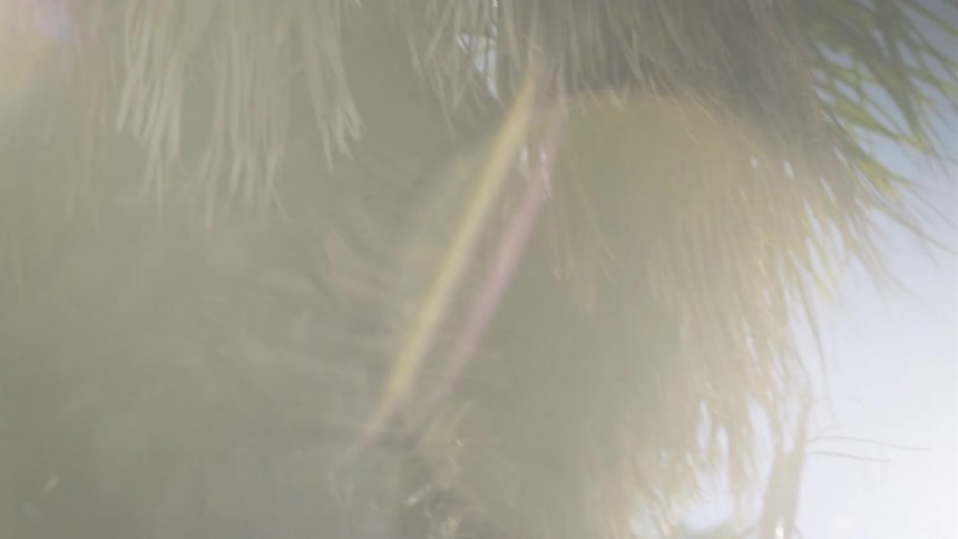Dreamy close-up of a palm tree's trunk as a bright, hazy lens flare washes over the frame