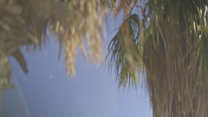 A seagull flies in slow motion past a sunny building, with the view shifting to a dreamy reflection of palm trees against the blue sky