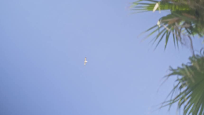 A seagull soars in slow motion across a clear blue sky, gliding past a palm tree and a city building