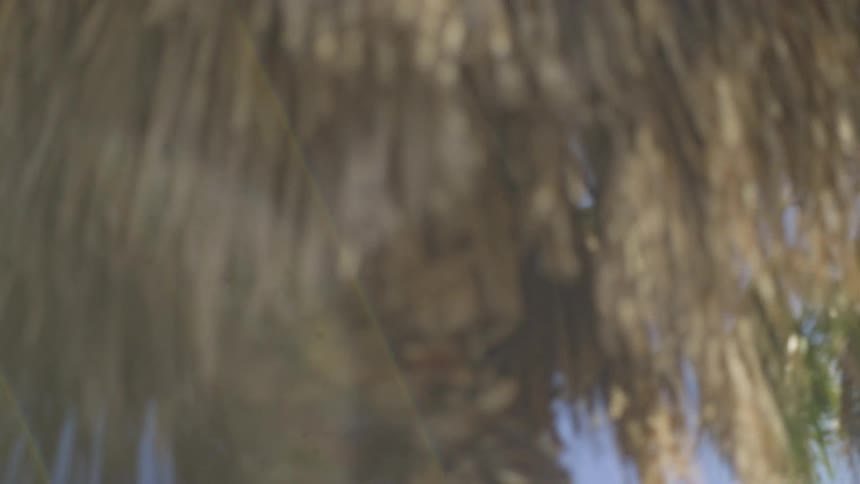 A dreamy slow-motion pan down a sunlit palm tree revealing a clear blue summer sky