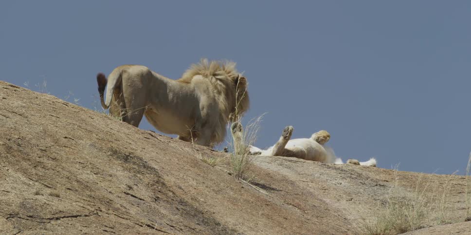 A male lion watches as another lion rolls on its back on the bare ground