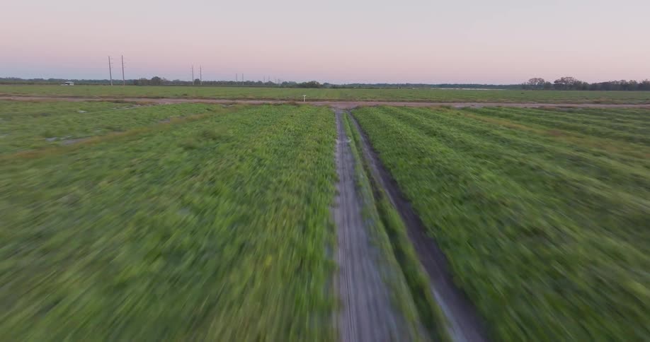 An aerial drone flies low along a dirt path through a vast, green agricultural field during a beautiful sunset
