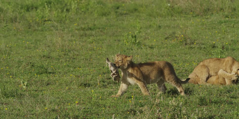 Lion cub carrying dead prey in its mouth