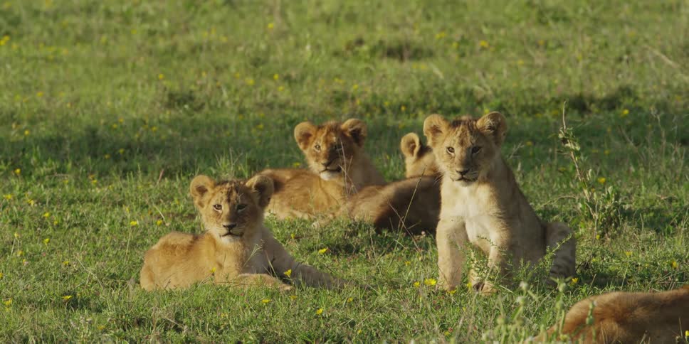 Several lion cubs lay on a grassy plain, and one shakes his head