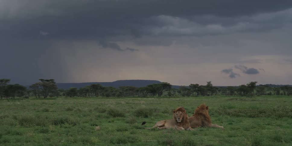 Two lions resting lazily on a grassy plain with impending rain in the background