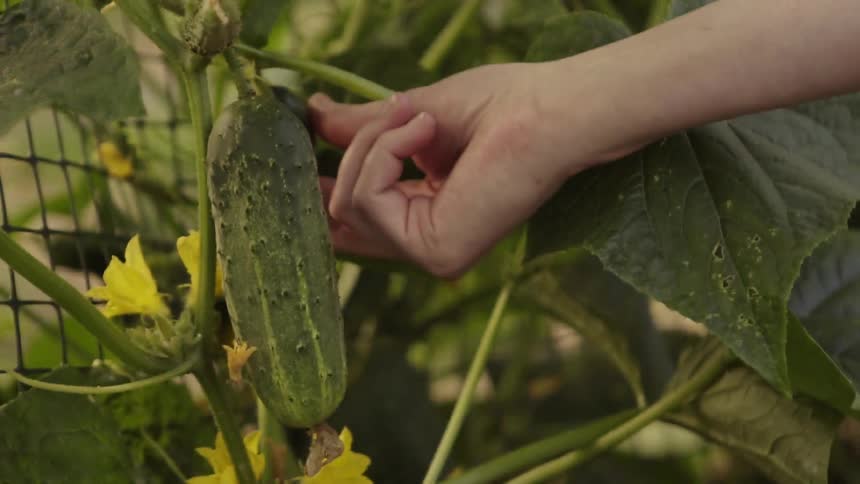 A person examines some cucumbers on a crop