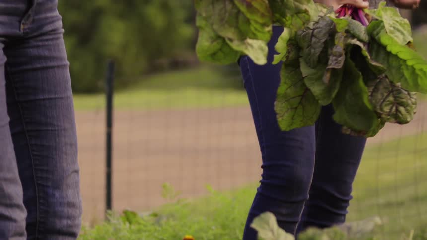 Two women pick vegetables from a garden together