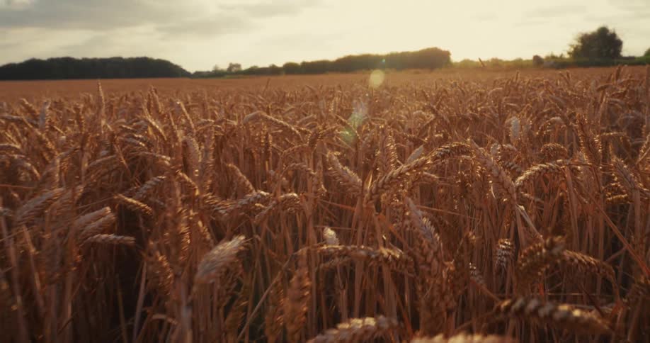A vast, golden wheat field is bathed in the warm light of the setting sun