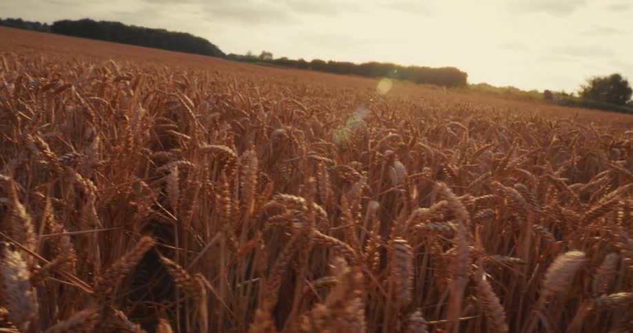 A slow, immersive pan through a golden field of wheat as the warm sun sets in the background