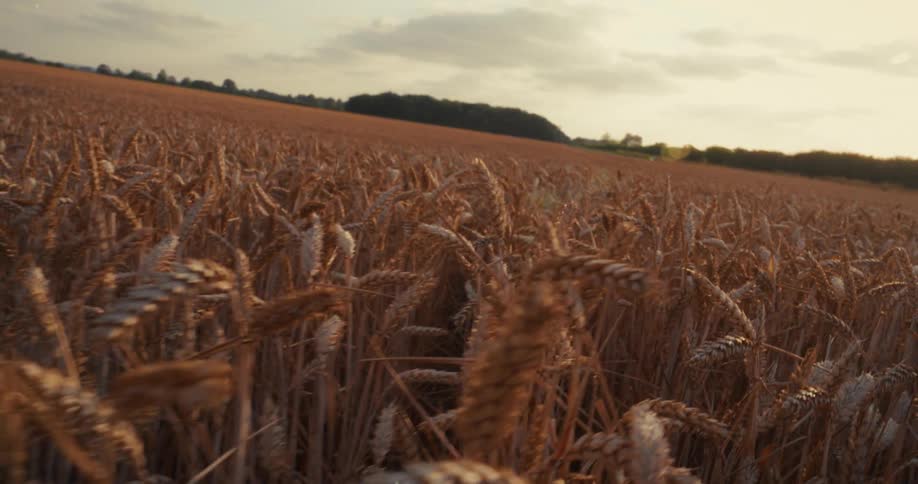 A slow-motion, immersive walk through a golden wheat field at sunset