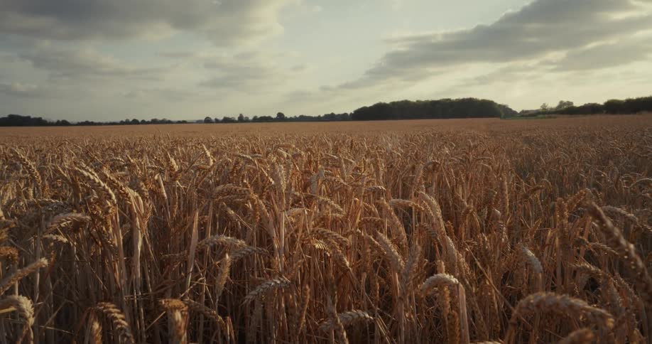 Golden wheat field glows in the late afternoon sun under a partly cloudy sky
