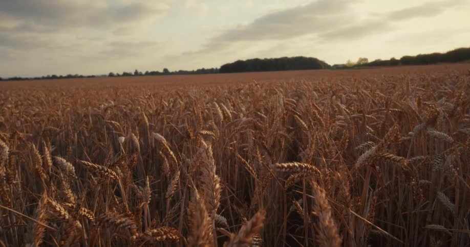 Golden stalks of wheat gently sway in a vast field as the sun sets