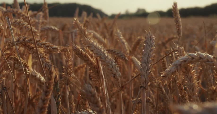 Golden wheat sways in the evening breeze in a sunlit field ready for harvest