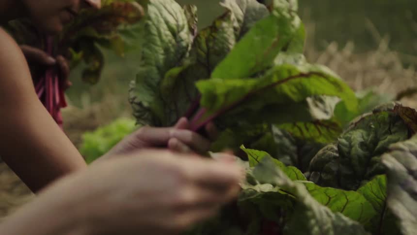 Women harvest leaves from a crop