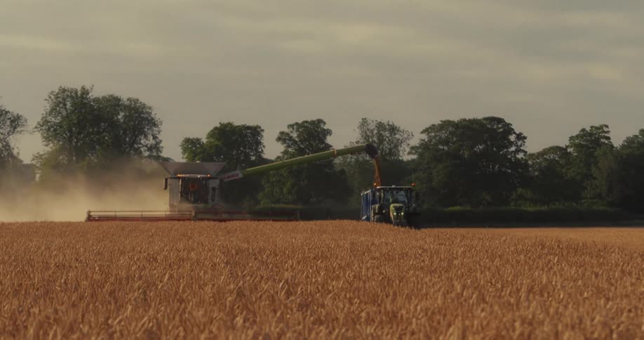 A combine harvester offloads golden grain into a tractor as it works its way through a vast wheat field at dusk