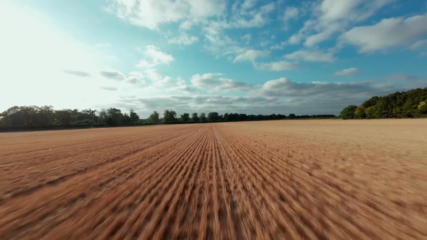 A thrilling, low-angle FPV drone flight backwards over a golden field of ripe wheat during golden hour