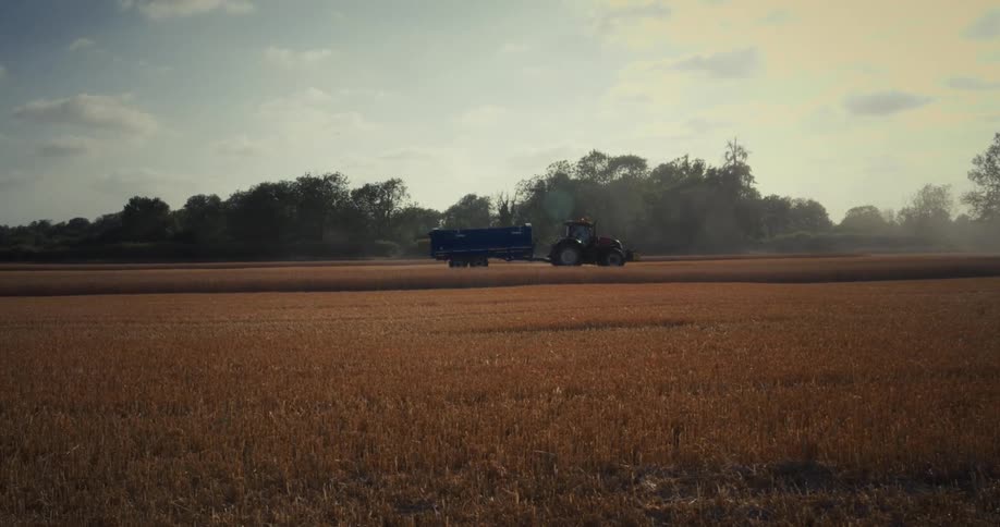 A red tractor with a blue trailer moves across a golden wheat field on a sunny day