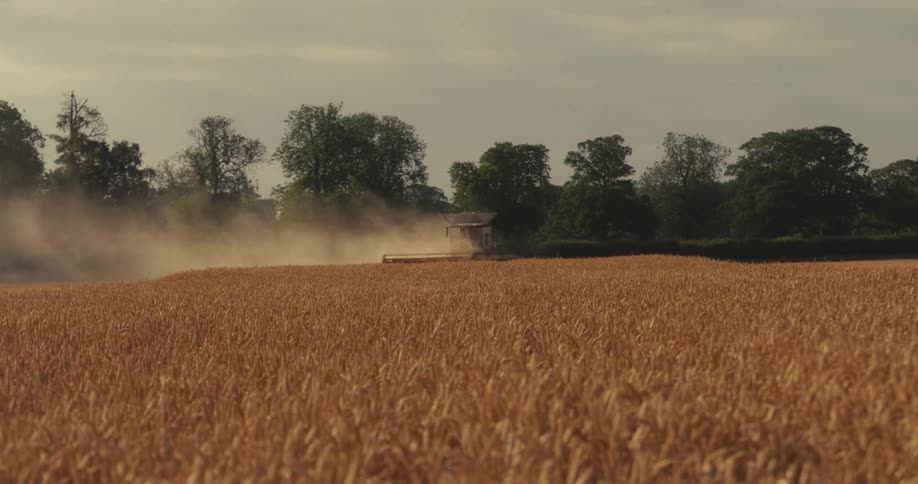 A combine harvester works its way through a vast golden wheat field, kicking up a cloud of dust in the evening sun