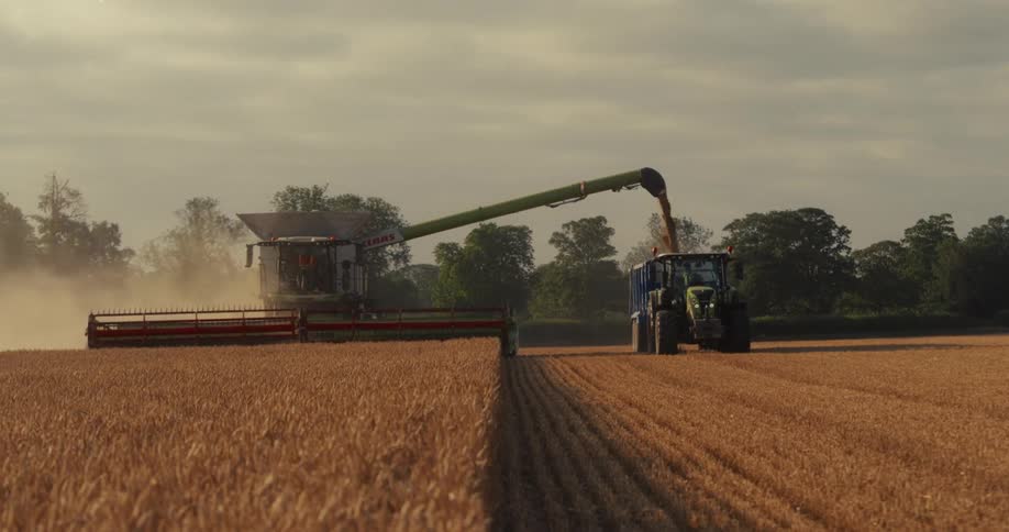 A combine harvester offloads golden wheat into a tractor-trailer while harvesting a vast field during the golden hour