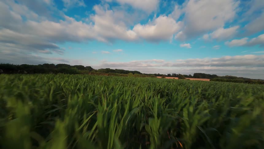 Dynamic backward pull shot through a lush green cornfield under a beautiful cloudy sky at dusk
