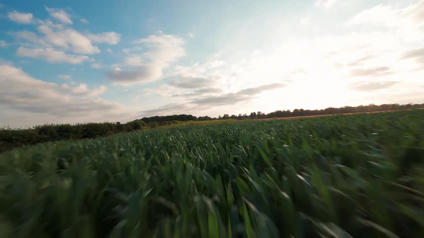 A fast-moving, low-angle aerial shot glides over a lush green cornfield at sunset