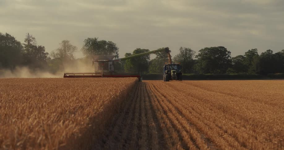 A combine harvester and tractor work together to harvest a golden wheat field at sunset, kicking up dust in the warm light