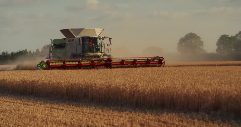 A combine harvester works its way through a golden wheat field, kicking up dust during a hazy sunset