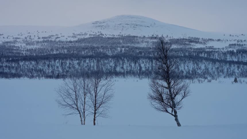 A tranquil winter landscape shows three bare trees in a snow-covered valley with a mountain in the distance
