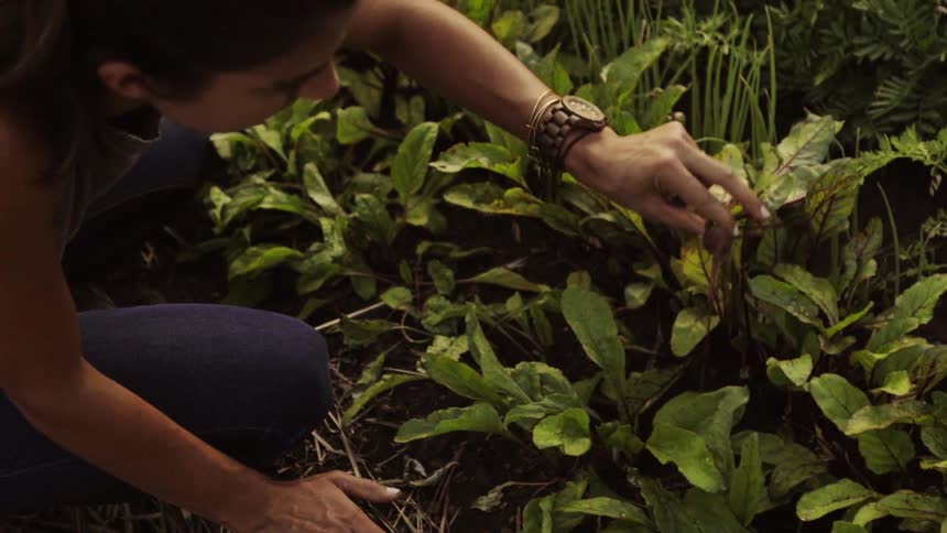 A woman looks through her garden picking out vegetables
