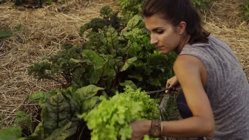 Woman picks lettuce out of a small garden