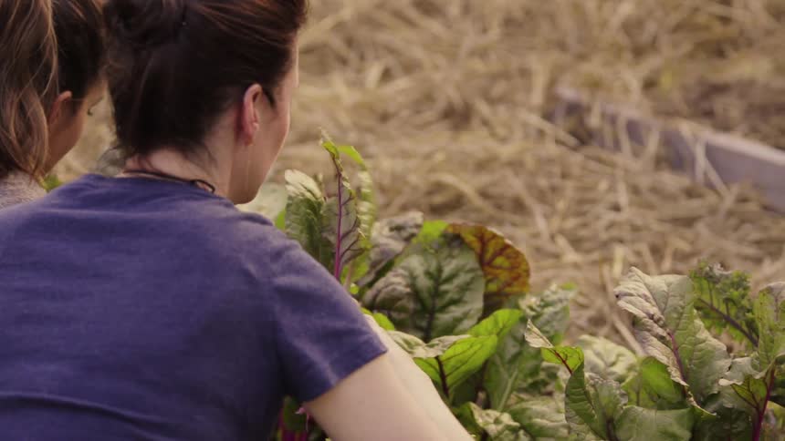 Two women are picking leafy greens from a garden