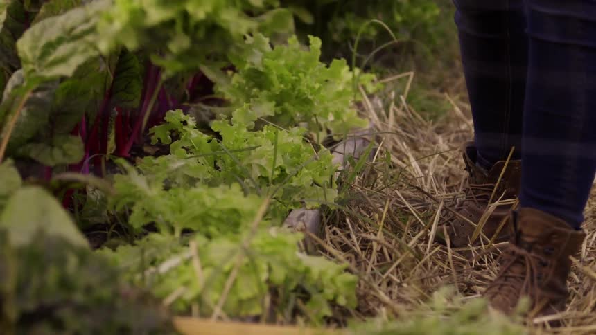 A woman picks a bunch of lettuce from a garden