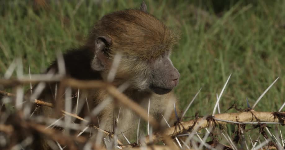 A monkey sits behind twigs