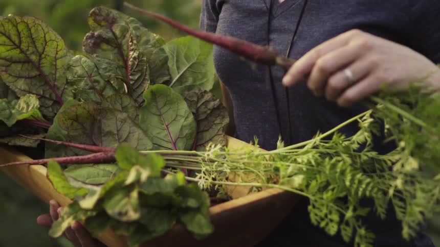 Two people gather plants and put them in a basket