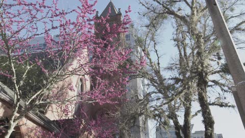 A historic brick church tower is framed by vibrant pink blossoming trees and ancient Spanish moss on a sunny spring day