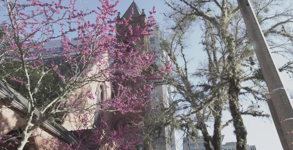 A historic brick church tower is framed by vibrant pink blossoming trees and ancient Spanish moss on a sunny spring day