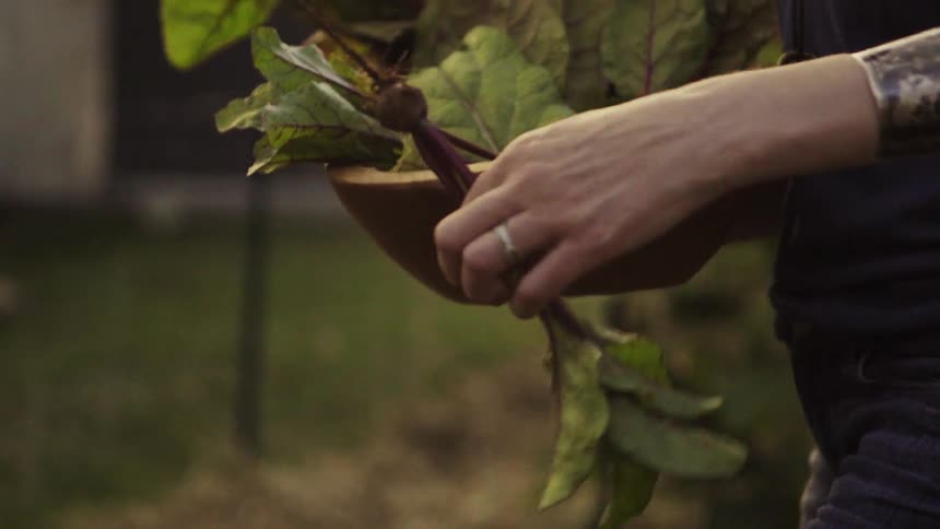 A woman give a beet to another as they work in a garden