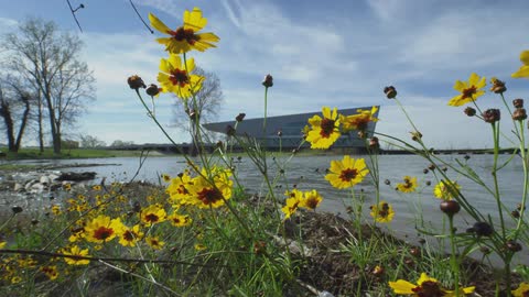 Yellow Coreopsis wildflowers dance in the wind along the banks of the Arkansas River with the Clinton Presidential Library in the background