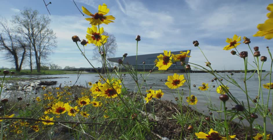 Yellow Coreopsis wildflowers dance in the wind along the banks of the Arkansas River with the Clinton Presidential Library in the background