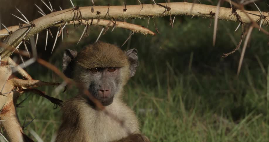Monkey sitting under a thorny branch scratching its arm
