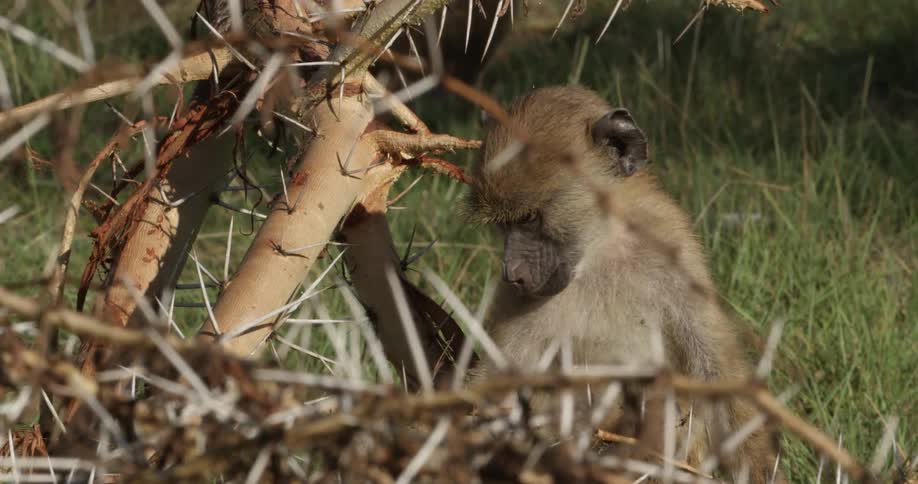 A monkey sits among the branches of a tree