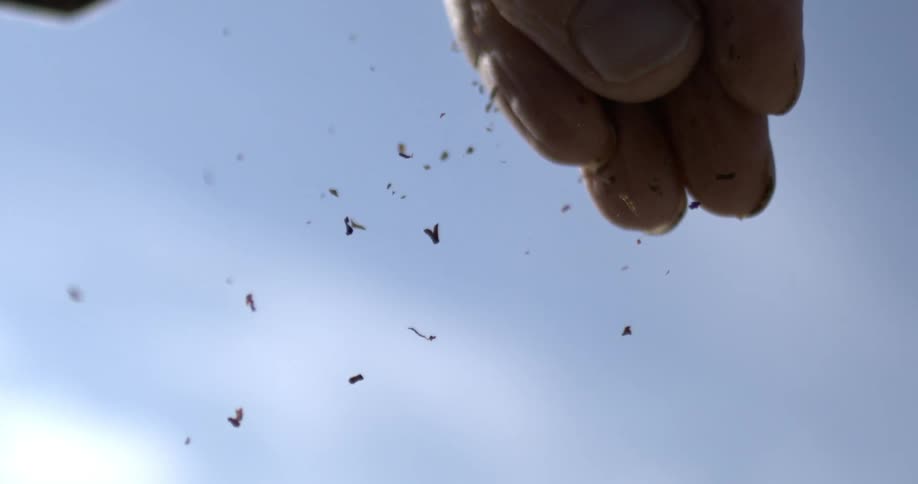 Super slow-motion shot from below of a hand sprinkling dried herbs against a bright blue sky