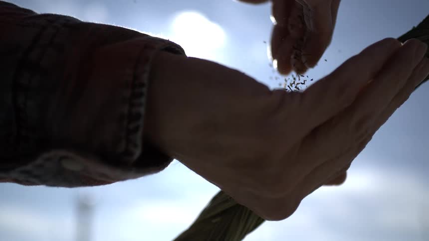 Slow motion silhouette of hands crumbling dried herbs or seeds in the bright sunshine