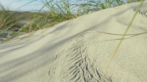 Close-up of an intricate insect track in the soft sand of a dune with a blade of grass swaying in the wind